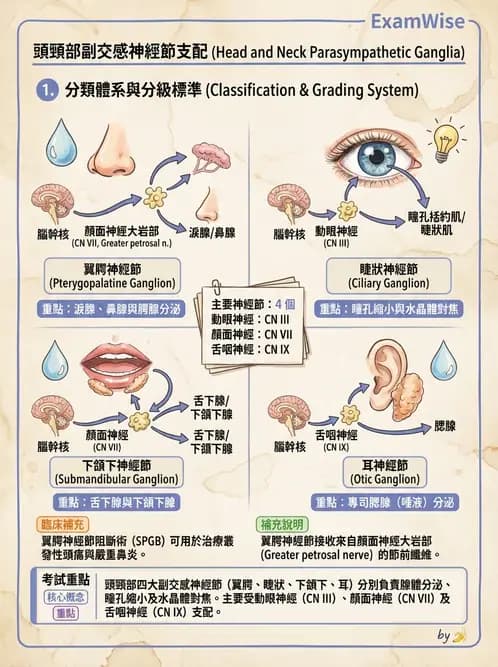 放射 - 自律神經系統 - AI 圖文解析預覽