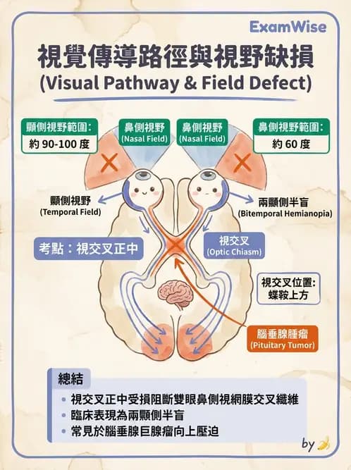 放射 - 特殊感官 - AI 圖文解析預覽