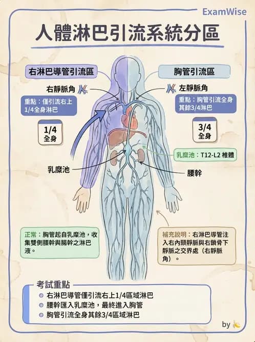 放射 - 淋巴及免疫系統 - AI 圖文解析預覽