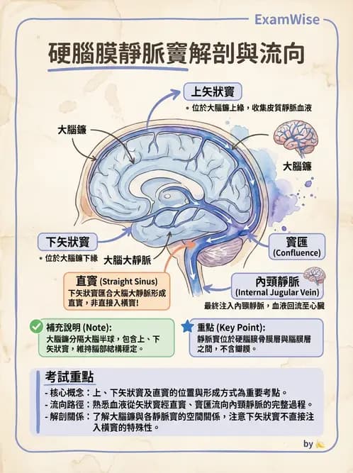 放射 - 血管 - AI 圖文解析預覽