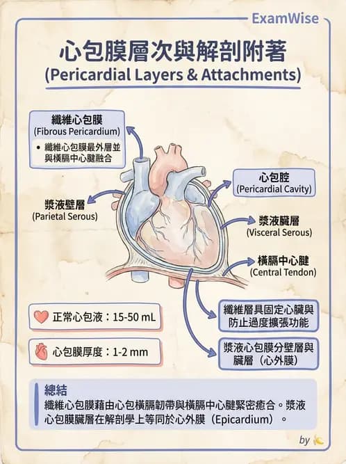 放射 - 心臟 - AI 圖文解析預覽