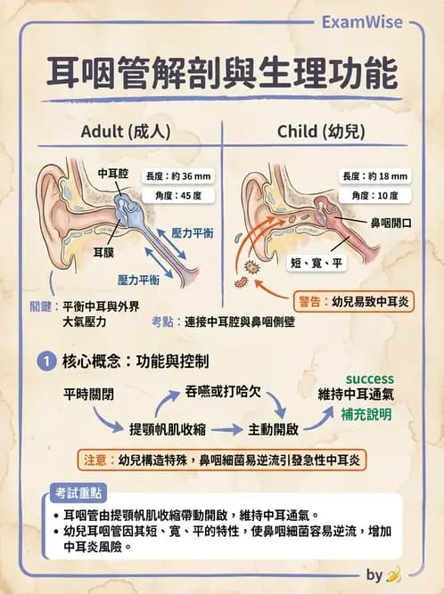 放射 - 特殊感官 - AI 圖文解析預覽
