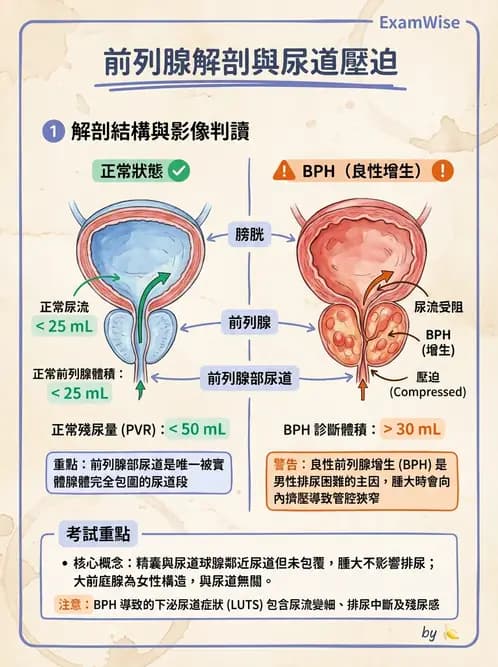 放射 - 生殖系統 - AI 圖文解析預覽