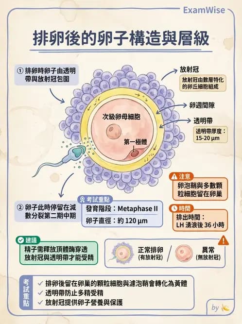 放射 - 生殖系統 - AI 圖文解析預覽