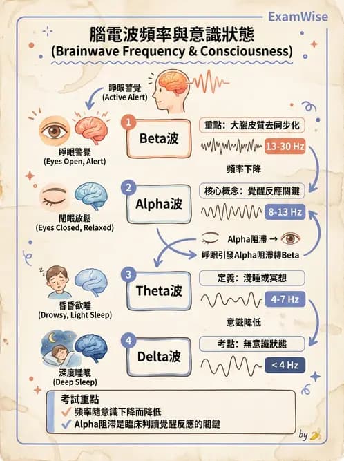 放射 - 神經生理 - AI 圖文解析預覽