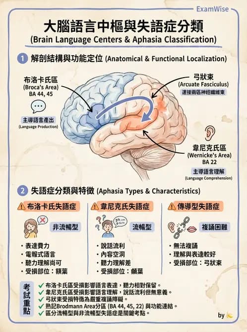 放射 - 神經生理 - AI 圖文解析預覽