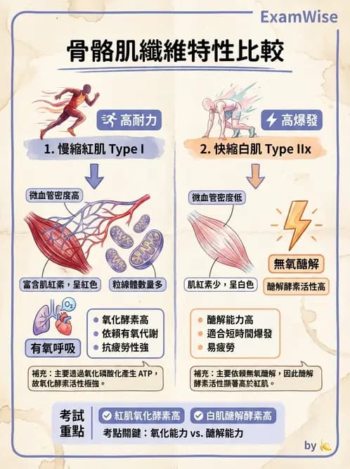 放射 - 肌肉及代謝生理 - AI 圖文解析預覽