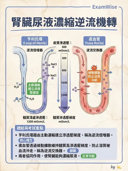 放射 - 腎臟生理 - AI 圖文解析預覽