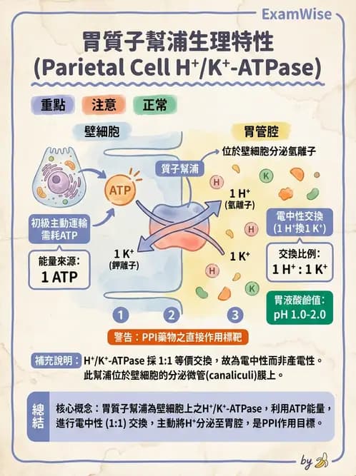 放射 - 胃腸生理 - AI 圖文解析預覽