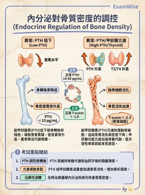 放射 - 內分泌生理 - AI 圖文解析預覽