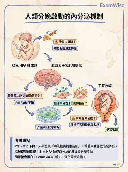放射 - 生殖生理 - AI 圖文解析預覽