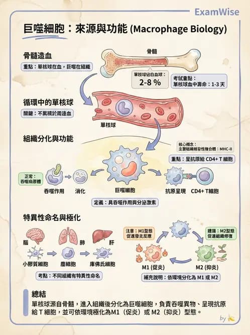 放射 - 血液及免疫生理 - AI 圖文解析預覽