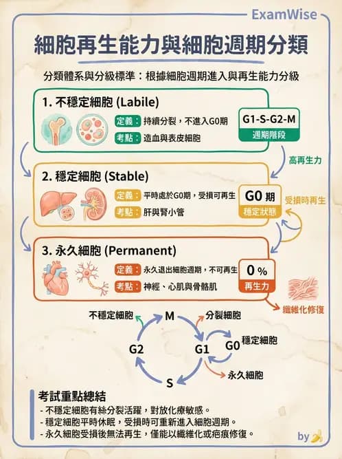 放射 - 感染、修復及其反應 - AI 圖文解析預覽