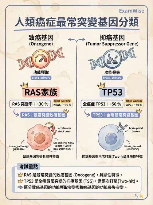 放射 - 惡性腫瘤 - AI 圖文解析預覽