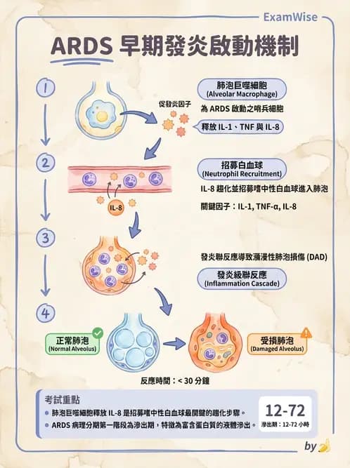 放射 - 呼吸系統疾病 - AI 圖文解析預覽