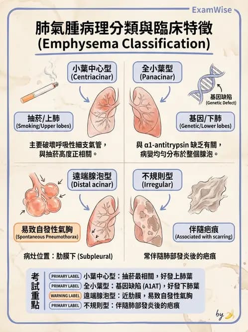 放射 - 呼吸系統疾病 - AI 圖文解析預覽