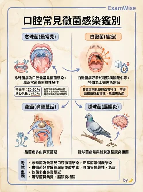 放射 - 口腔及腸胃道疾病 - AI 圖文解析預覽