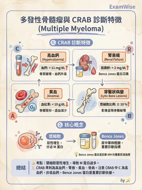 放射 - 造血及淋巴系統疾病 - AI 圖文解析預覽