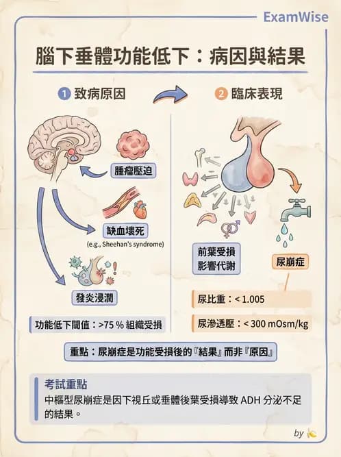 放射 - 內分泌系統疾病 - AI 圖文解析預覽