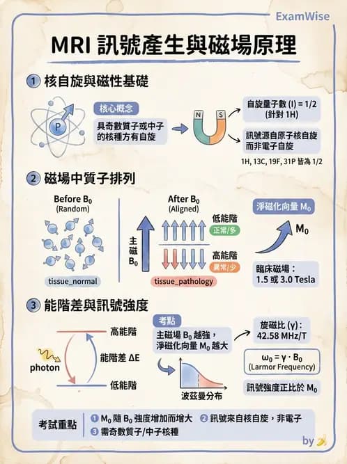 放射 - MRI基本物理與弛緩 - AI 圖文解析預覽