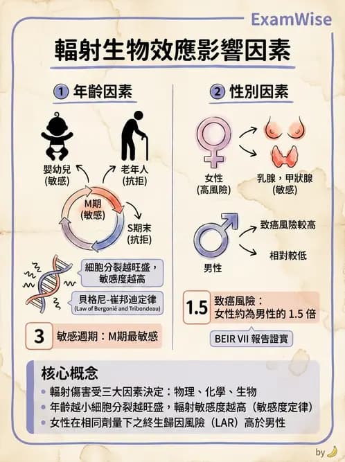 放射 - 全身性輻射效應 - AI 圖文解析預覽