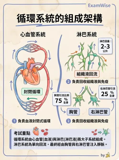 放射 - 血管攝影原理與解剖 - AI 圖文解析預覽