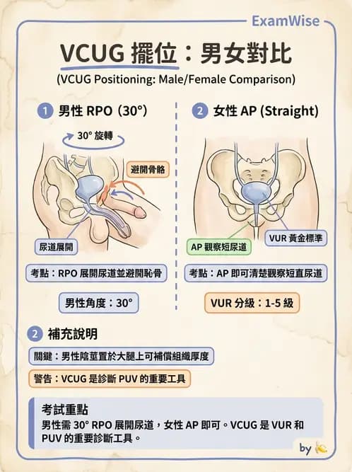 放射 - 泌尿生殖攝影 - AI 圖文解析預覽