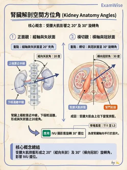 放射 - 泌尿生殖攝影 - AI 圖文解析預覽