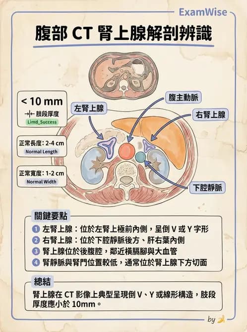 放射 - 胸腹部CT診斷 - AI 圖文解析預覽