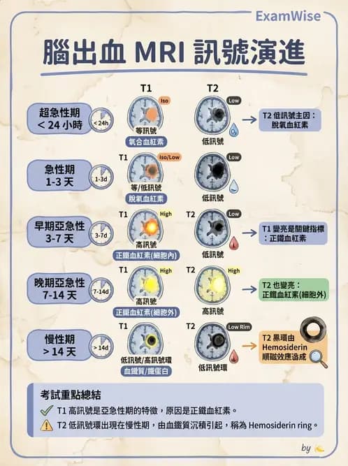 放射 - MR進階影像與臨床應用 - AI 圖文解析預覽