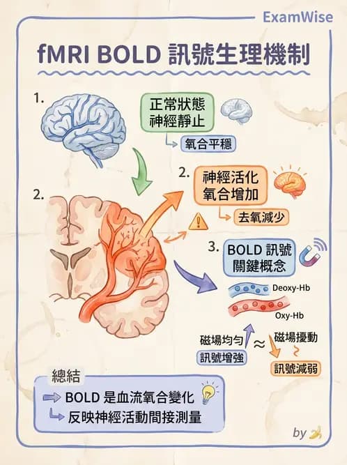 放射 - MR進階影像與臨床應用 - AI 圖文解析預覽