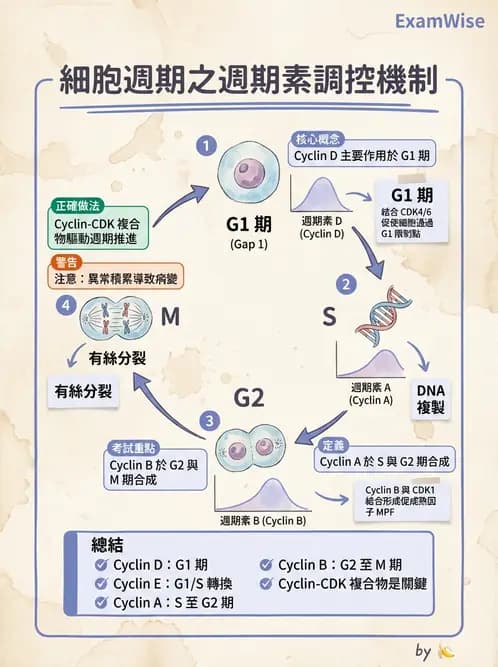 放射 - 細胞存活曲線與週期 - AI 圖文解析預覽