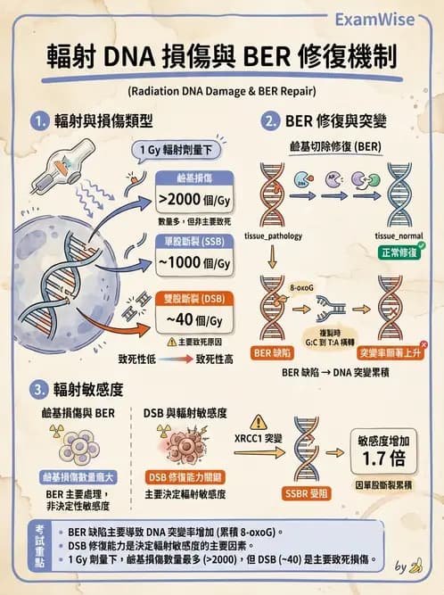 放射 - DNA傷害與修復 - AI 圖文解析預覽