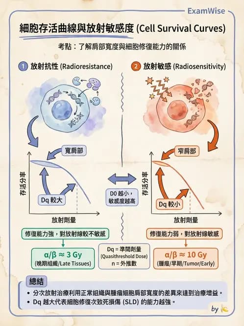 放射 - 細胞存活曲線與週期 - AI 圖文解析預覽