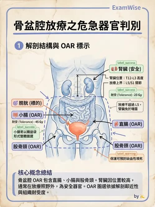 放射 - 疾病部位計畫與危急器官保護 - AI 圖文解析預覽
