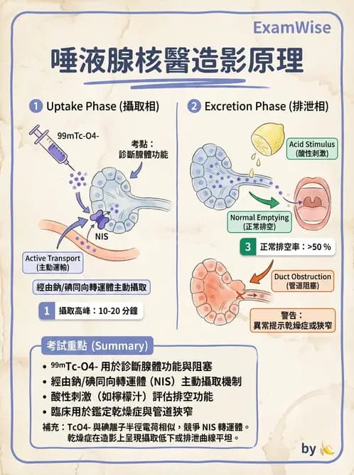 放射 - 肺肝膽與製劑通則 - AI 圖文解析預覽