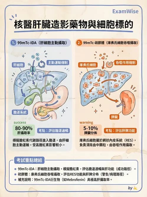 放射 - 肺肝膽與製劑通則 - AI 圖文解析預覽