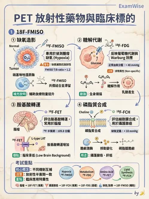 放射 - 腫瘤PET藥物 - AI 圖文解析預覽
