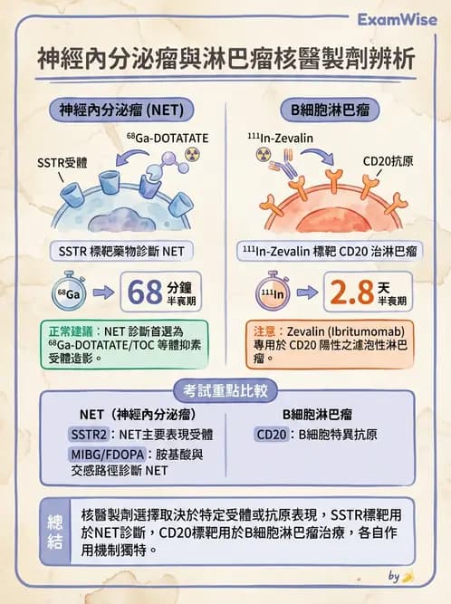 放射 - 標靶受體腫瘤造影 - AI 圖文解析預覽