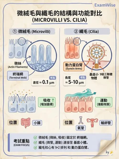 放射 - 細胞、組織與外皮系統 - AI 圖文解析預覽