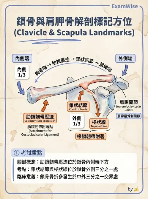 放射 - 骨骼系統 - AI 圖文解析預覽