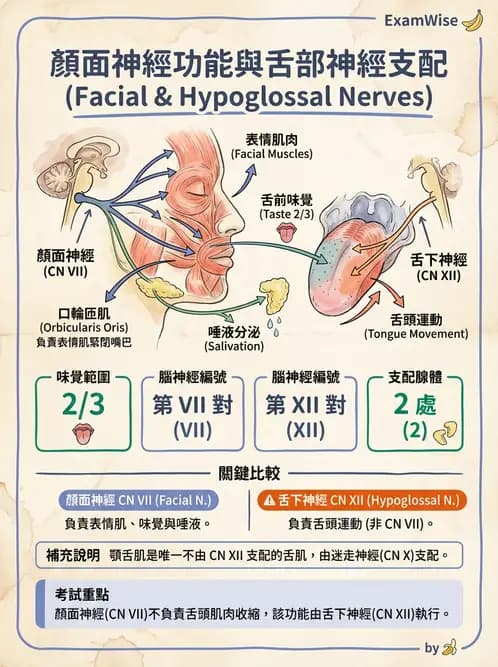放射 - 腦神經 - AI 圖文解析預覽
