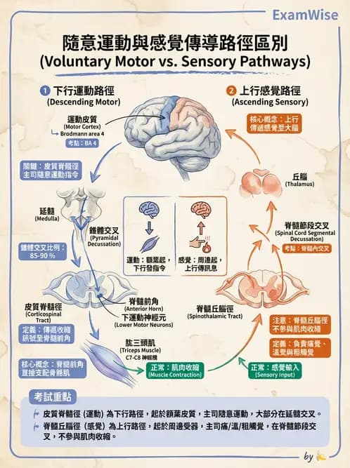 放射 - 腦幹、脊髓與腦室系統 - AI 圖文解析預覽
