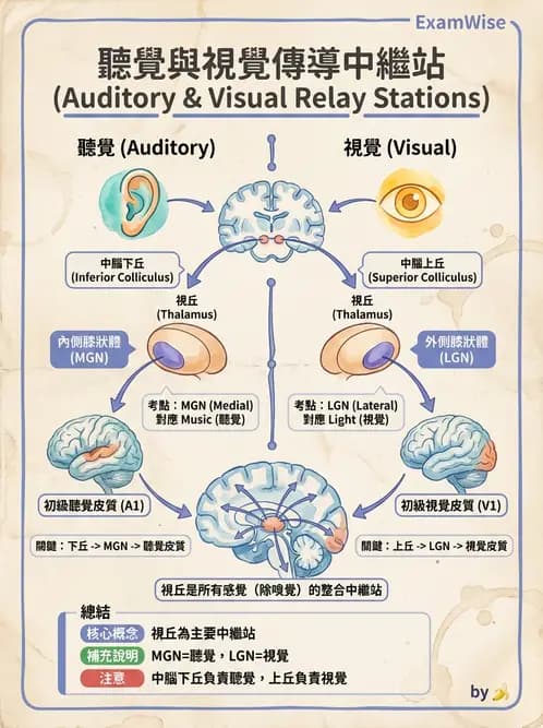 放射 - 特殊感官 - AI 圖文解析預覽