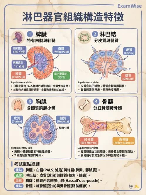 放射 - 淋巴及免疫系統 - AI 圖文解析預覽
