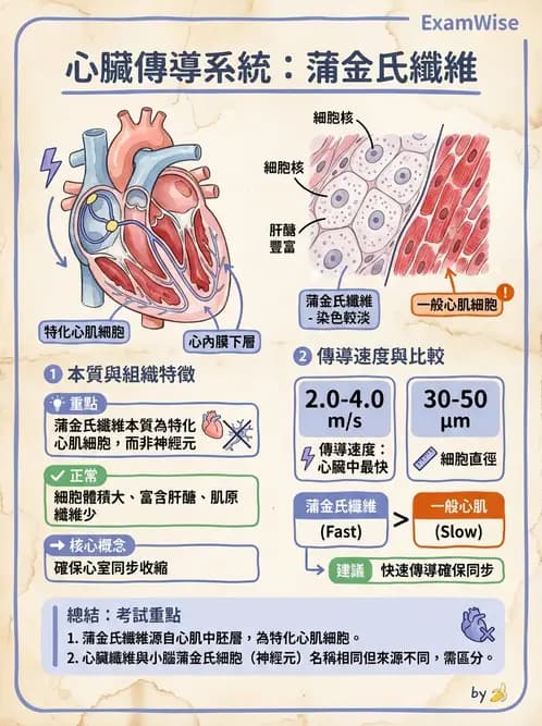 放射 - 心臟 - AI 圖文解析預覽