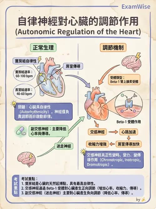 放射 - 自律神經系統 - AI 圖文解析預覽