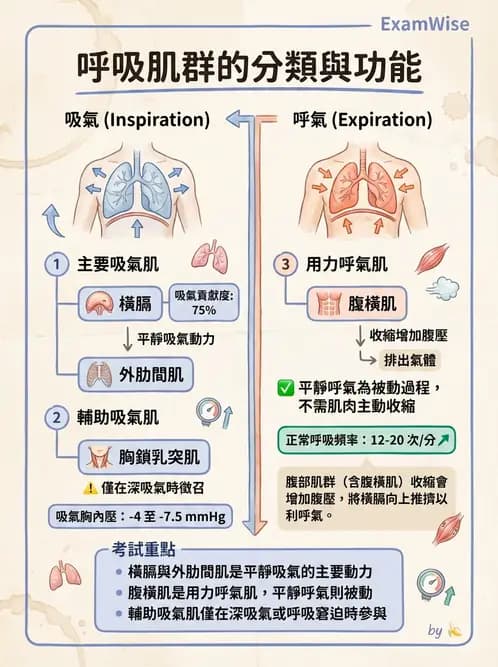 放射 - 呼吸系統 - AI 圖文解析預覽