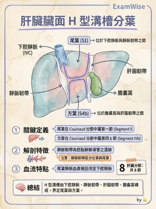 放射 - 消化系統 - AI 圖文解析預覽