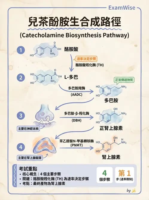 放射 - 神經生理 - AI 圖文解析預覽